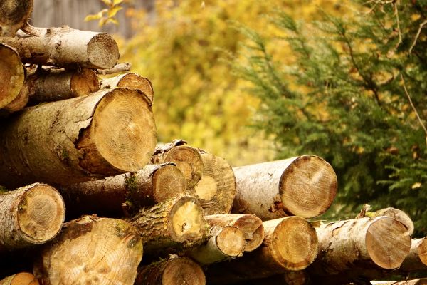 Cost of Wood Pile Removal in Pflugerville
