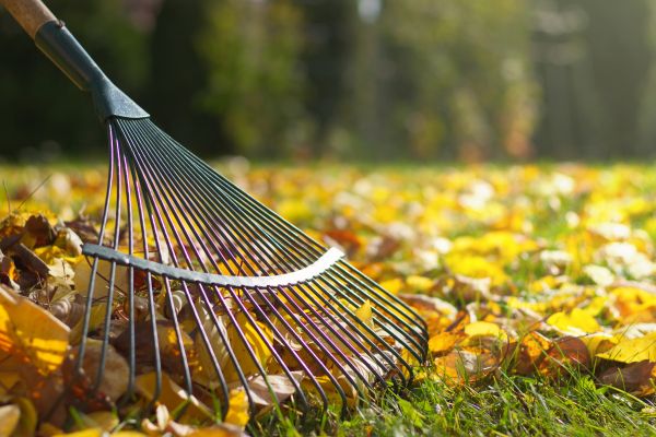 Cost of Leaf Raking Service in Pflugerville