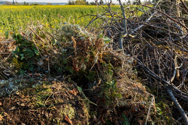 Cost of Brush Disposal in Pflugerville