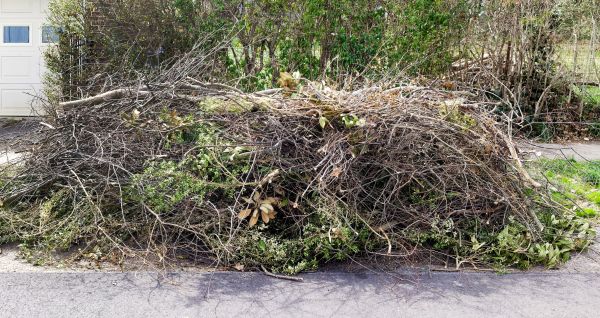 Cost of Tree Limb Cleanup in Pflugerville