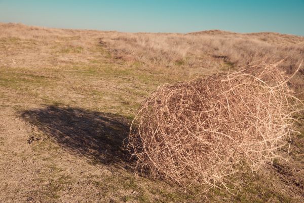 Cost of Tumbleweed Removal in Pflugerville