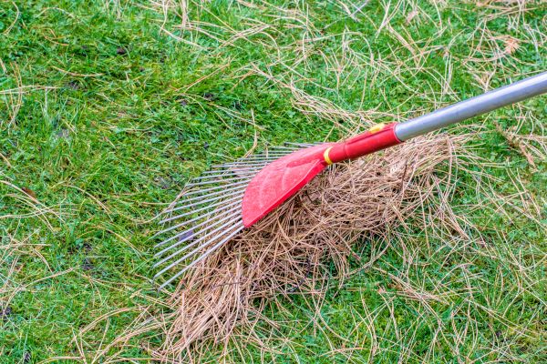 Cost of Pine Needle Raking in Pflugerville