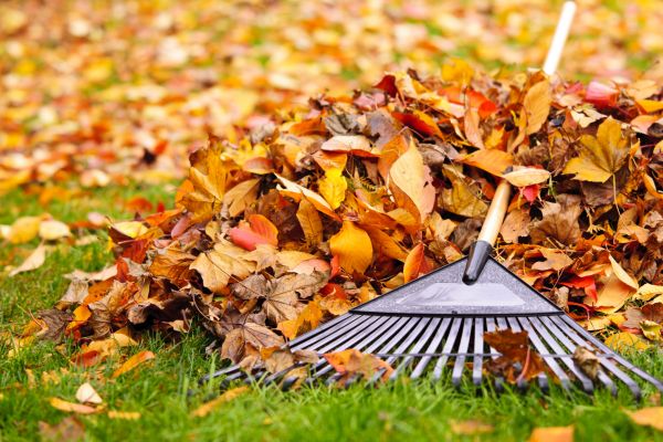 Cost of Yard Leaf Removal in Pflugerville