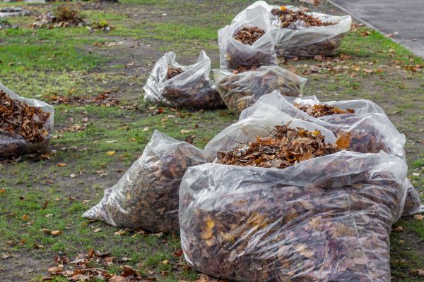 Cost of Leaf Pile Disposal in Pflugerville