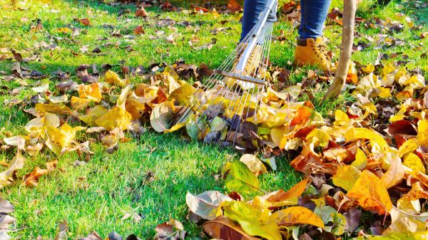 Cost of Lawn Cleanup Service in Pflugerville